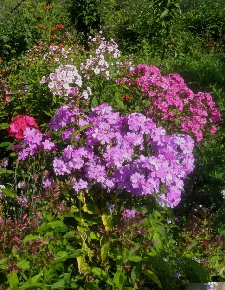 1. Моя любимая Незабудка в флоксарии