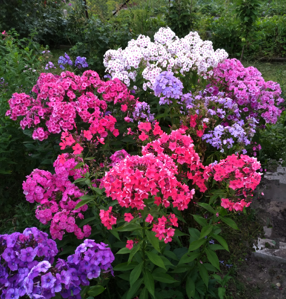 2. Флоксарий - праздничный карнавал