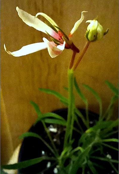 Моя новенькая пеларгония с извилиной