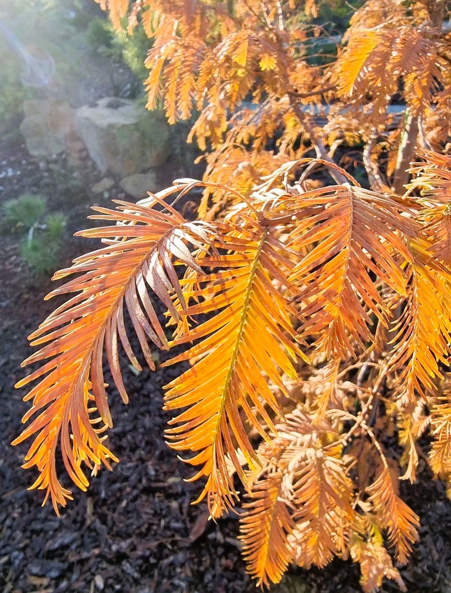 Чистое золото. Осенняя окраска Metasequoia glyptostroboides 'Gold Rush' ('Ogon').