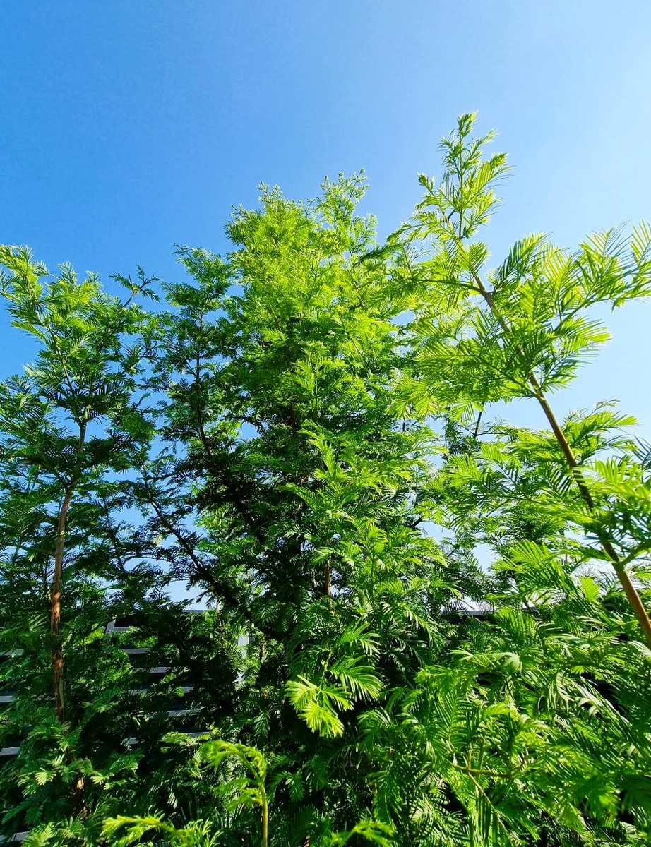 Нежная мягкая хвоя, метасеквойя выглядит легко, дает приятную пятнистую тень.