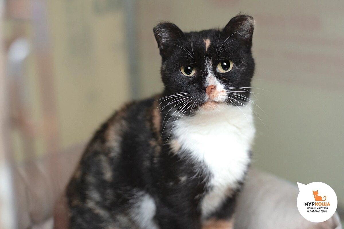 Мурмилка жила на стройке. 