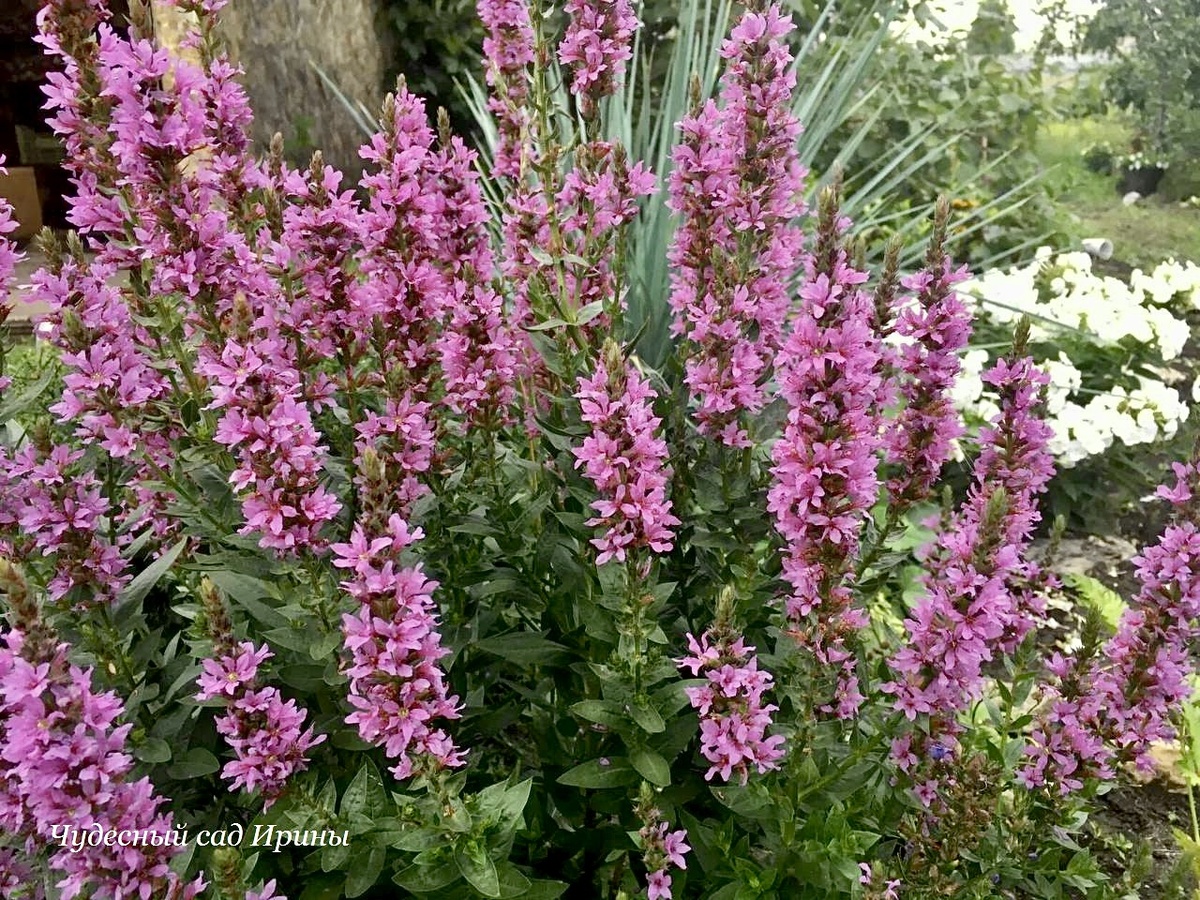 Дербенник - отличный медонос