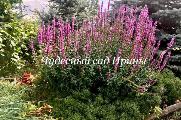 Дербенник иволистный почти не требует ухода