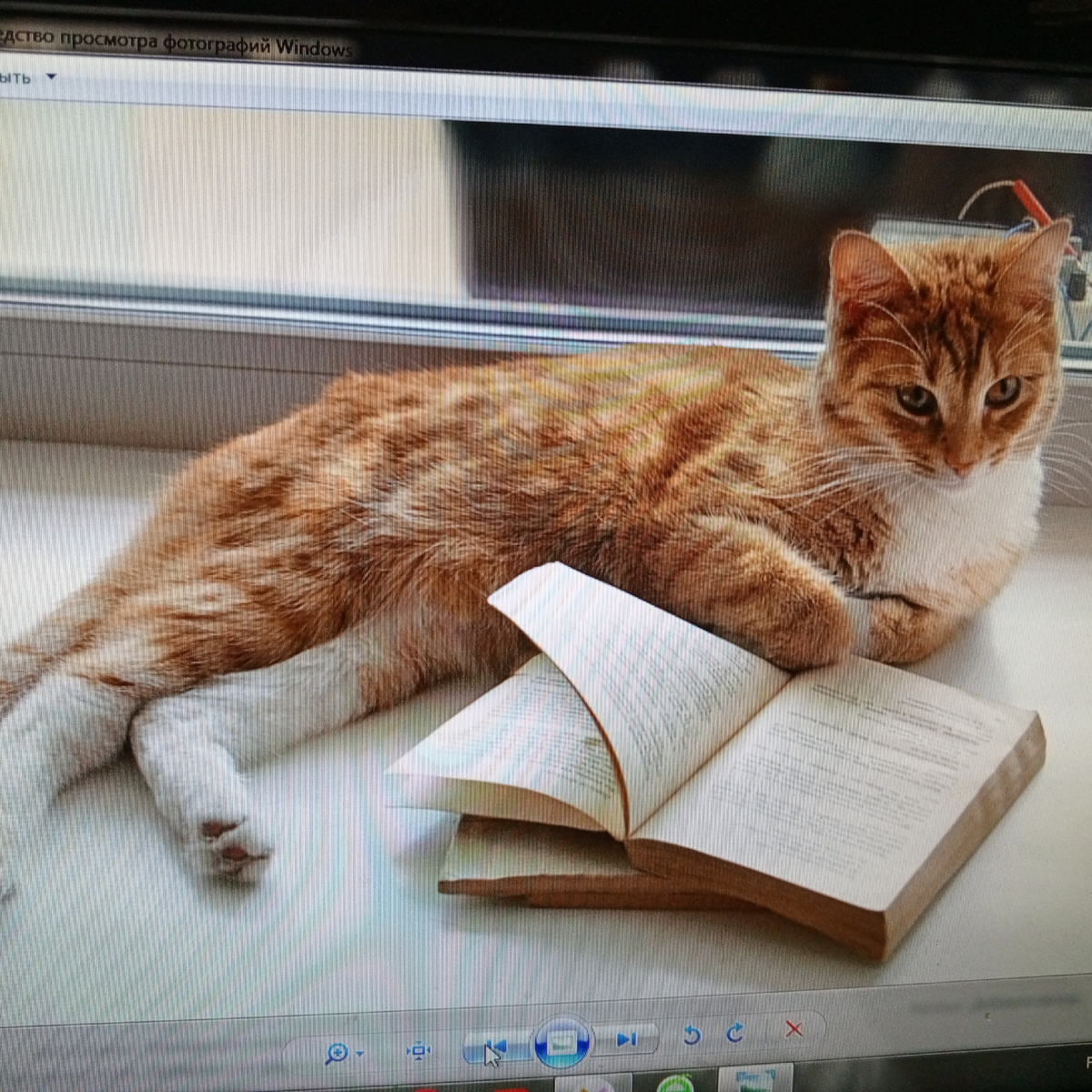 Фото  из сети интернет