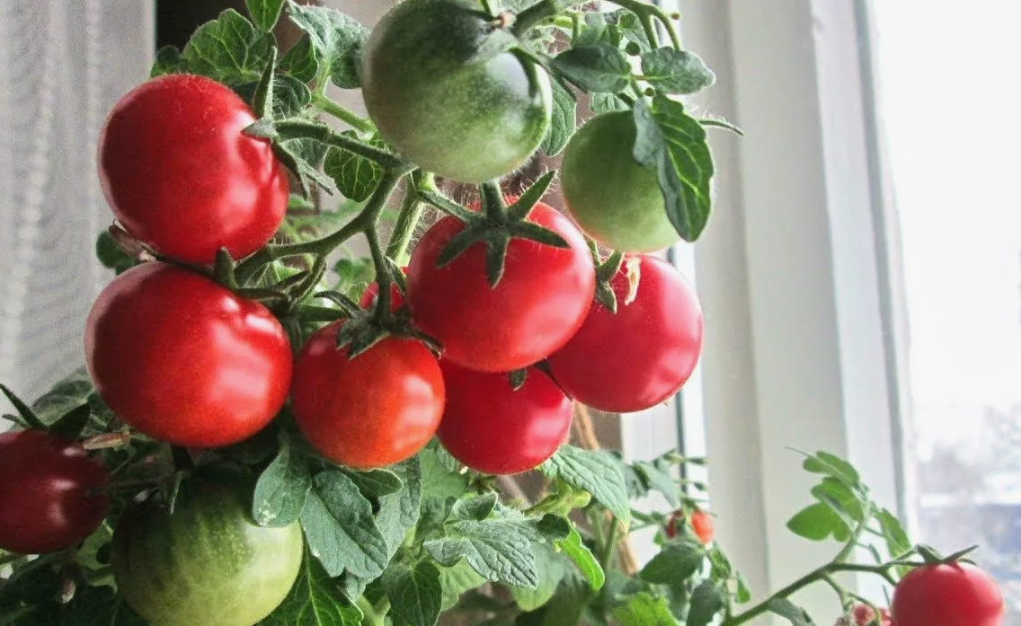 Красивые помидорчики