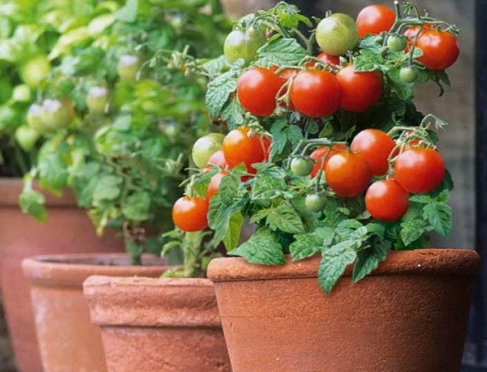 Томаты на подоконнике