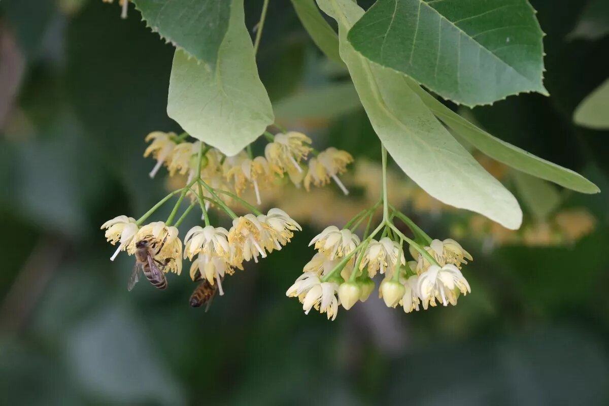 Полезен не только липовый цвет, листья вполне могут заменить шпинат в салатах.
Фото: Михаил Ступин