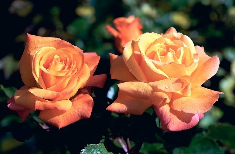 Фото La Roseraie de Barbary