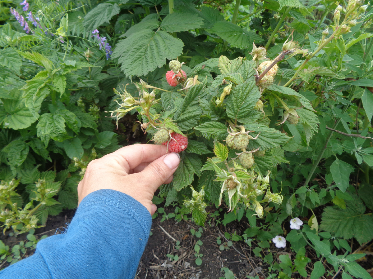 Малина Маросейка