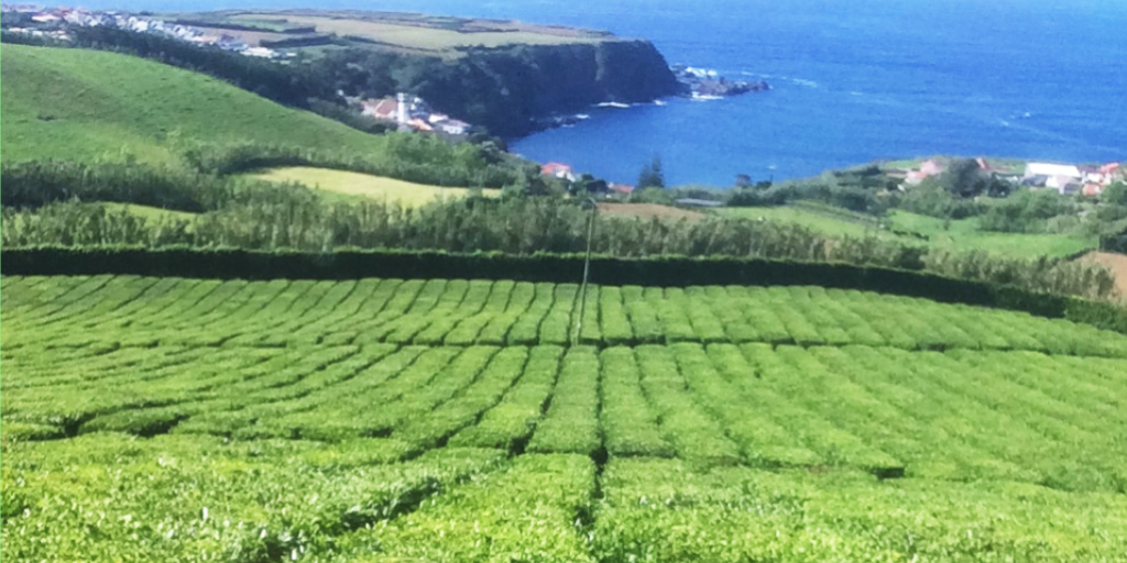 Чайная плантация Porto-Formoso. Фото автора