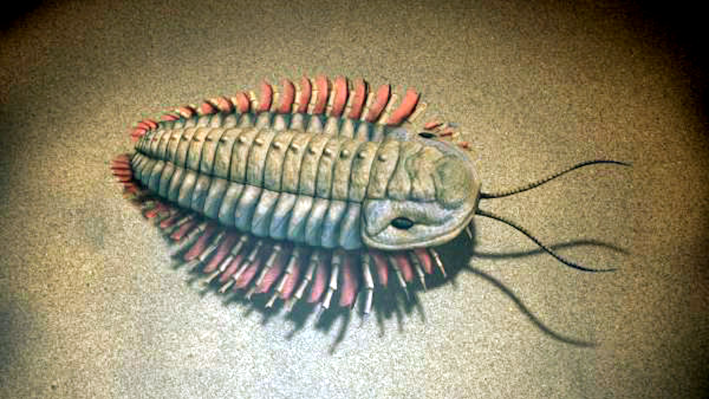 Трилобиты были самыми многочисленными и разнообразными обитателями кембрийского моря.