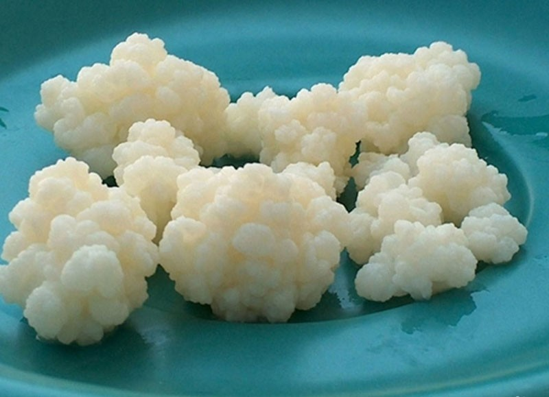 Молочный гриб похож на кусoчки белогo рассыпчатого творога, кусочки цветной капусты