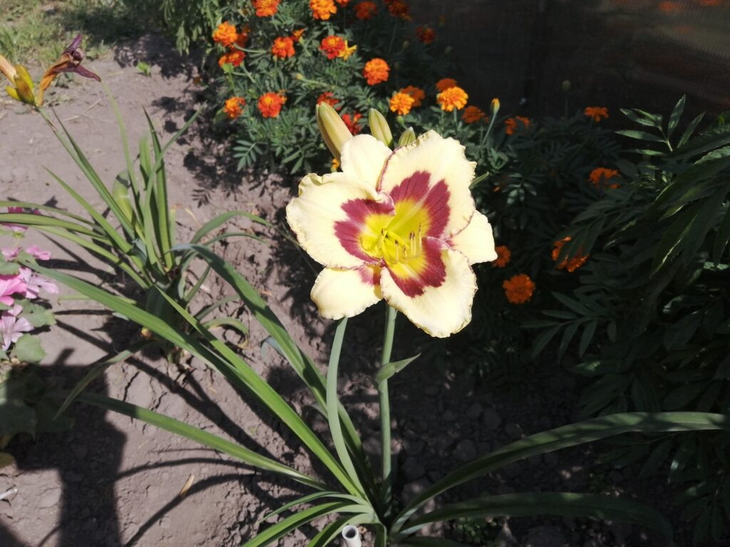 Лилейник Эль Десперадо