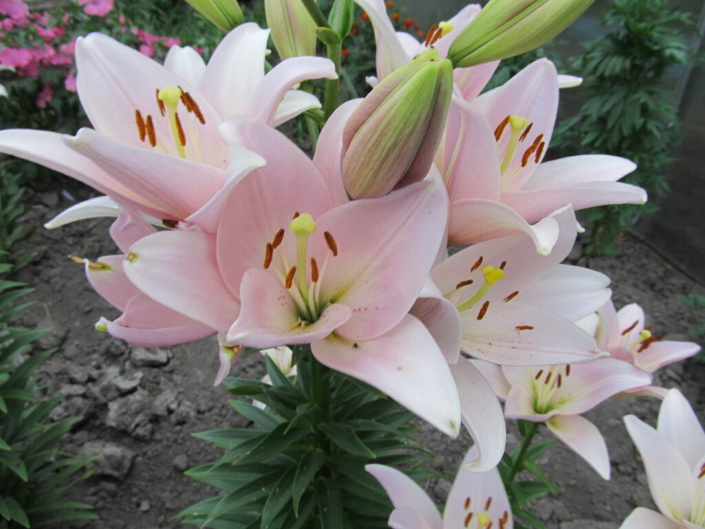 Лилия азиатская МАРЛЕН.