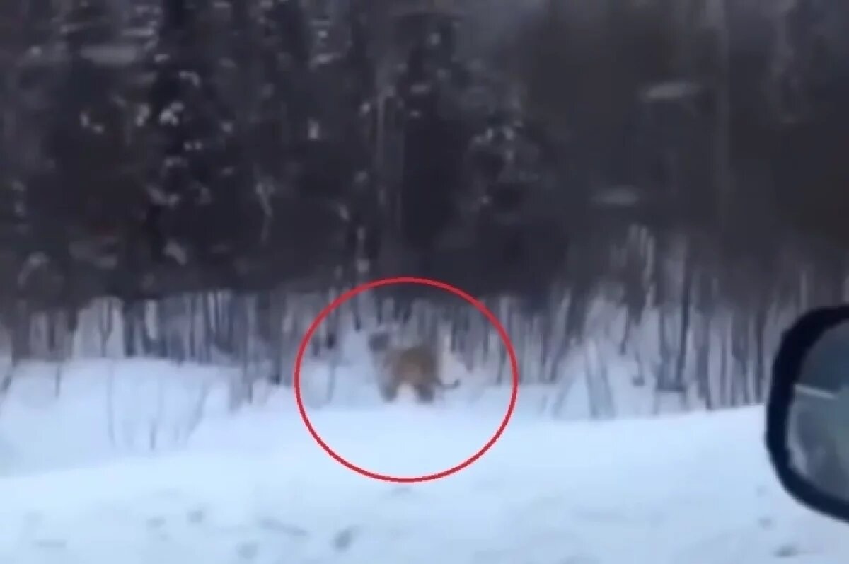    Фейком в Минприроды назвали видео с тигром, бегающим рядом с Новосибирском