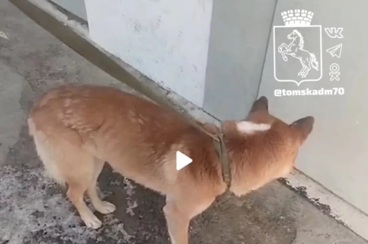    Подрядчик поймал собаку, которая напала на ребенка в поселке Светлом