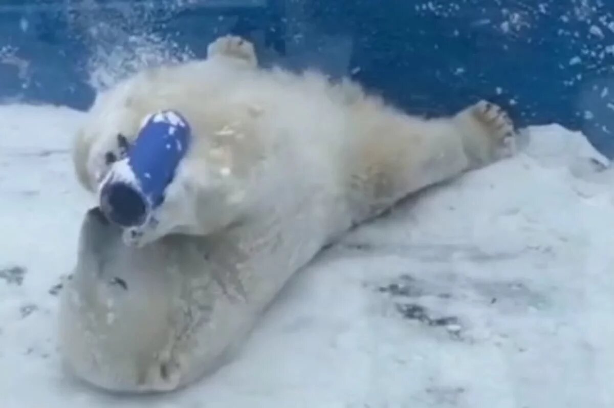    Хабаровск увяз в снегу, но белый медведь Алмаз в восторге