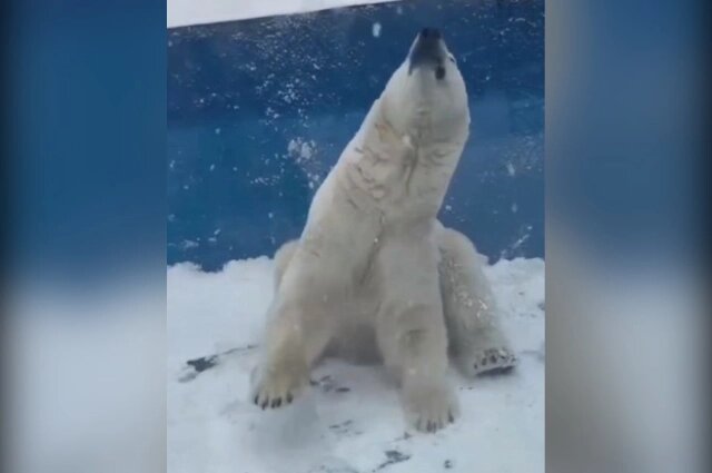    Медведь Алмаз Фото: Telegram-канал «Зоосад "Приамурский"»