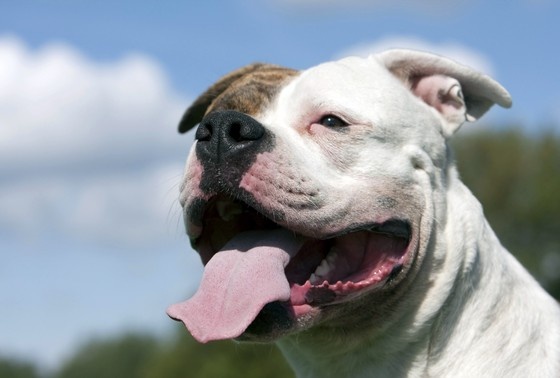    Американский бульдог