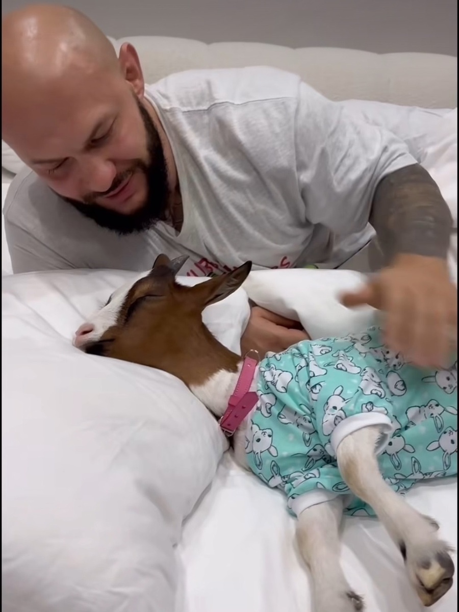 Козу Мими наряжают и укладывают спать в постель. Фото: социальные сети.