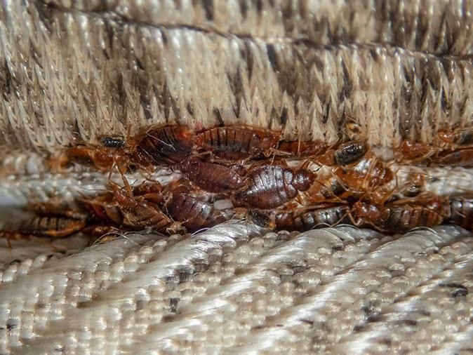 Уничтожение клопов метро Проспект мира Москва