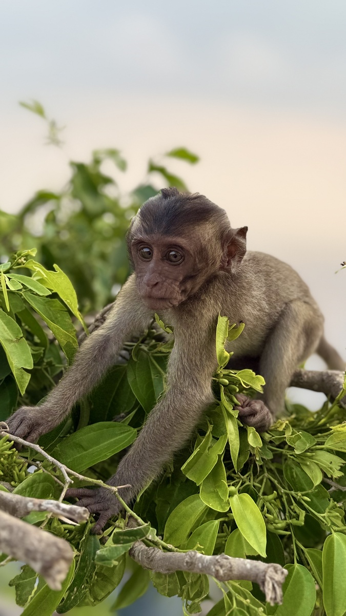 Очаровательный представитель своего вида на острове Нуса-Пенида, Индонезия