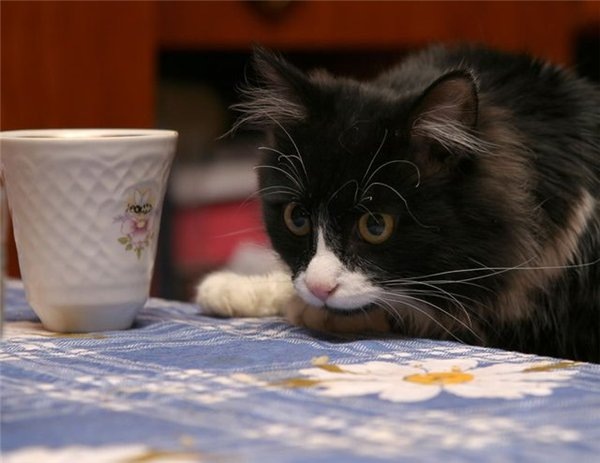 Картинка из свободного доступа