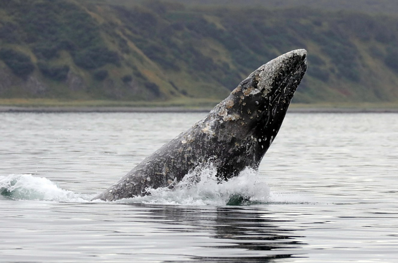 Евгения Волкова