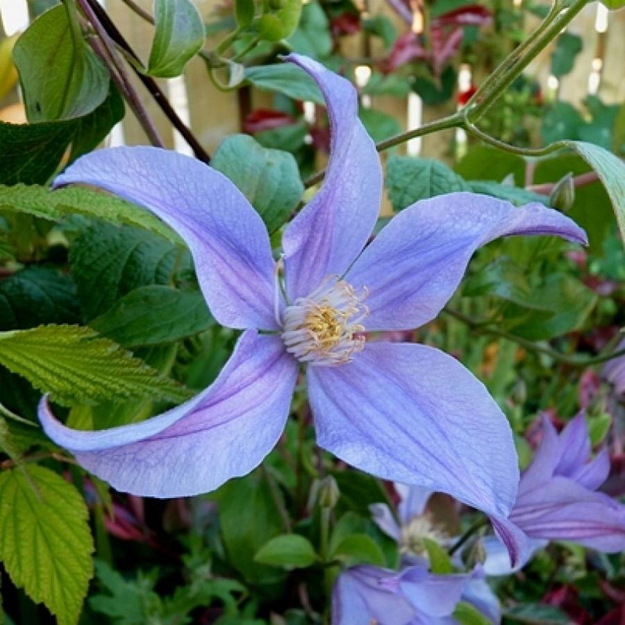 Клематис крупноцветковый Блю Ривэ