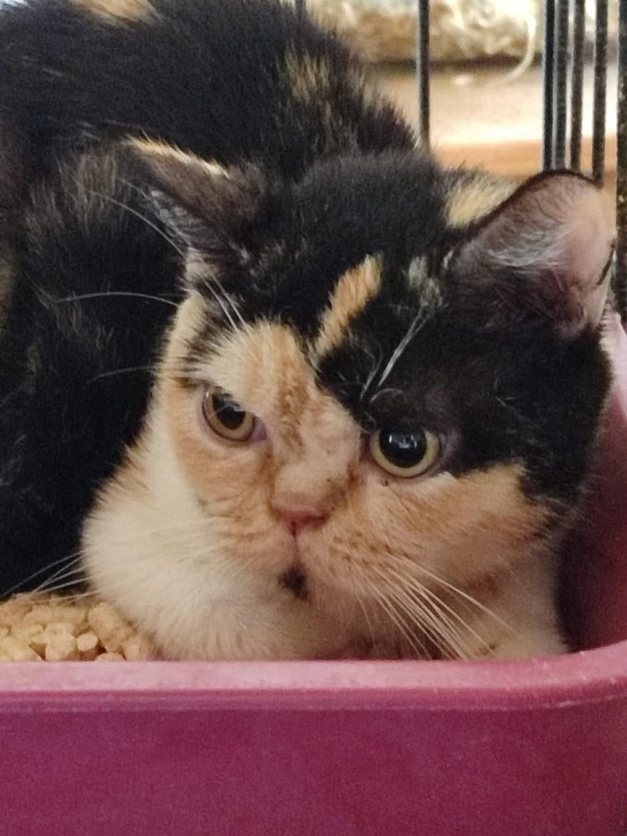 Кошечка, возраст 2-3 года.