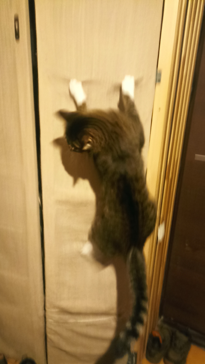 Еле успела заснять сорванца. 