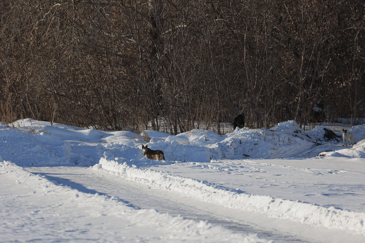 Животные нападают на скот.  Фото: Фото: ФедералПресс / Кабанов Иван