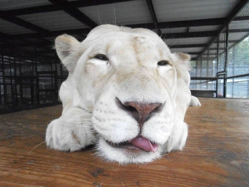 Шейла грустит