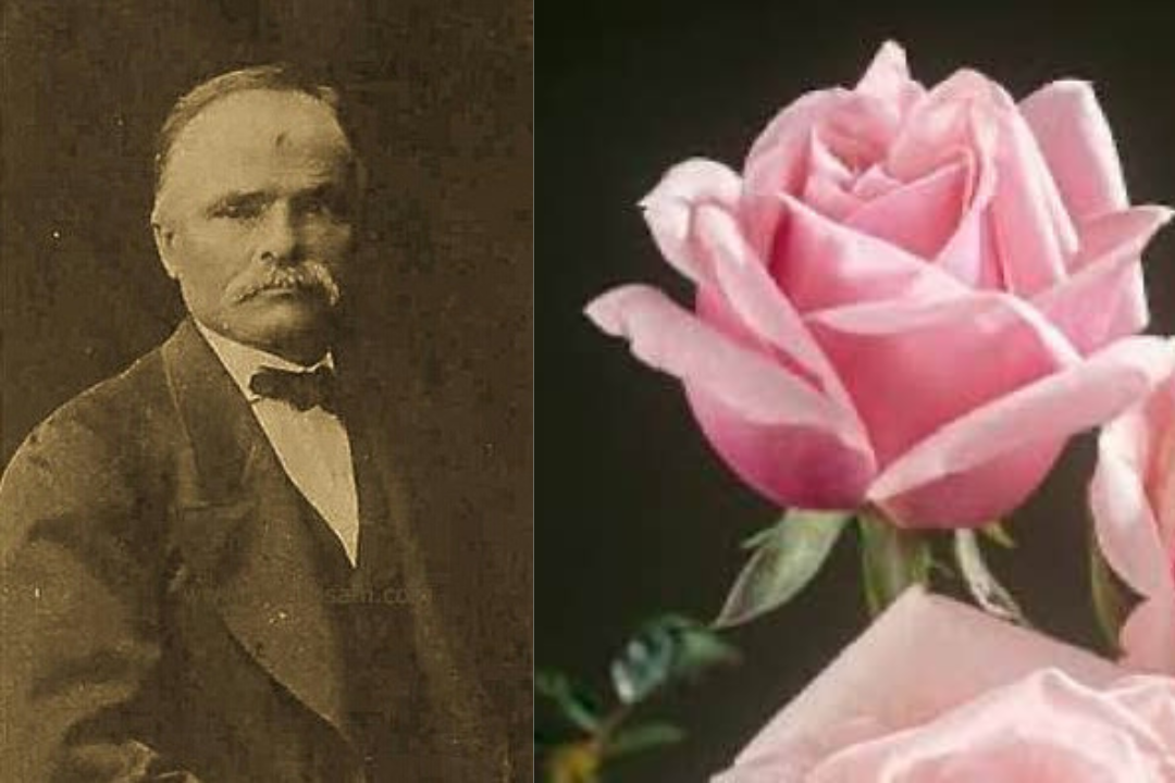 Селекционер Жан-Батист Андре Гийо и первая в мире чайно-гибридная роза «La Frans»