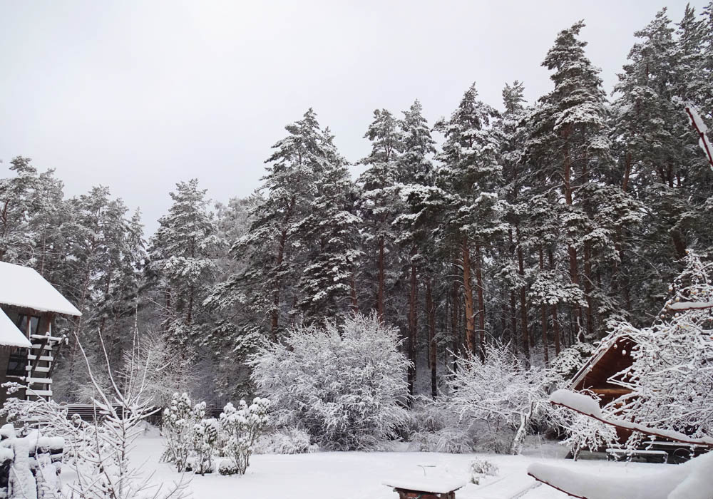 Красотень зимняя обыкновенная