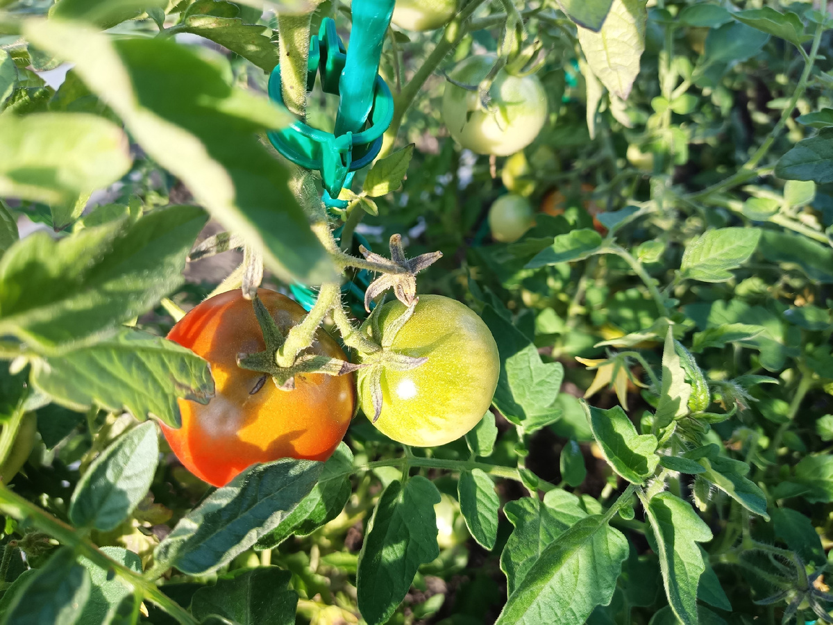 В позапрошлом году "Ультраскороспелый" хорошо рос на улице