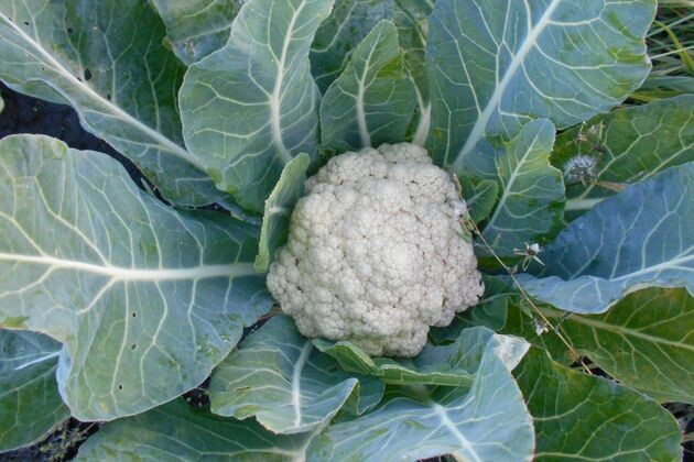 Личный опыт: капризная цветная капуста