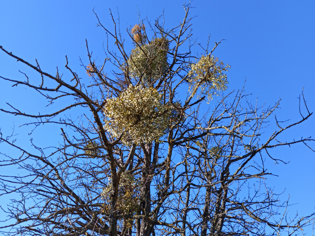 Фото автора: омела белая на дереве (Дагестан, январь 2024)