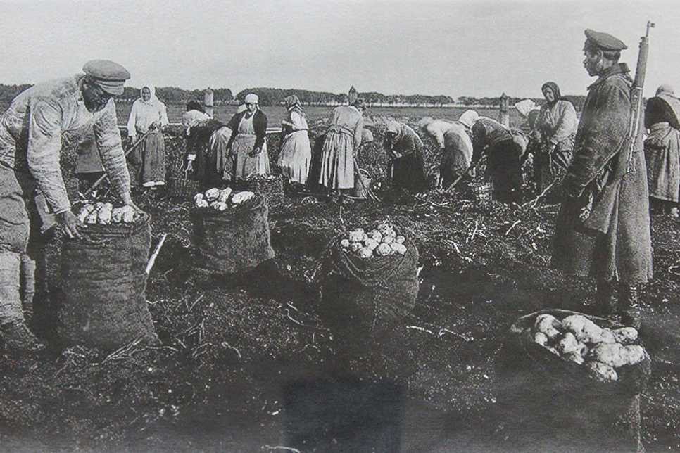 Крестьяне собирают картофель под наблюдением вооружённой охраны. 1918 год. Фото из открытых источников.