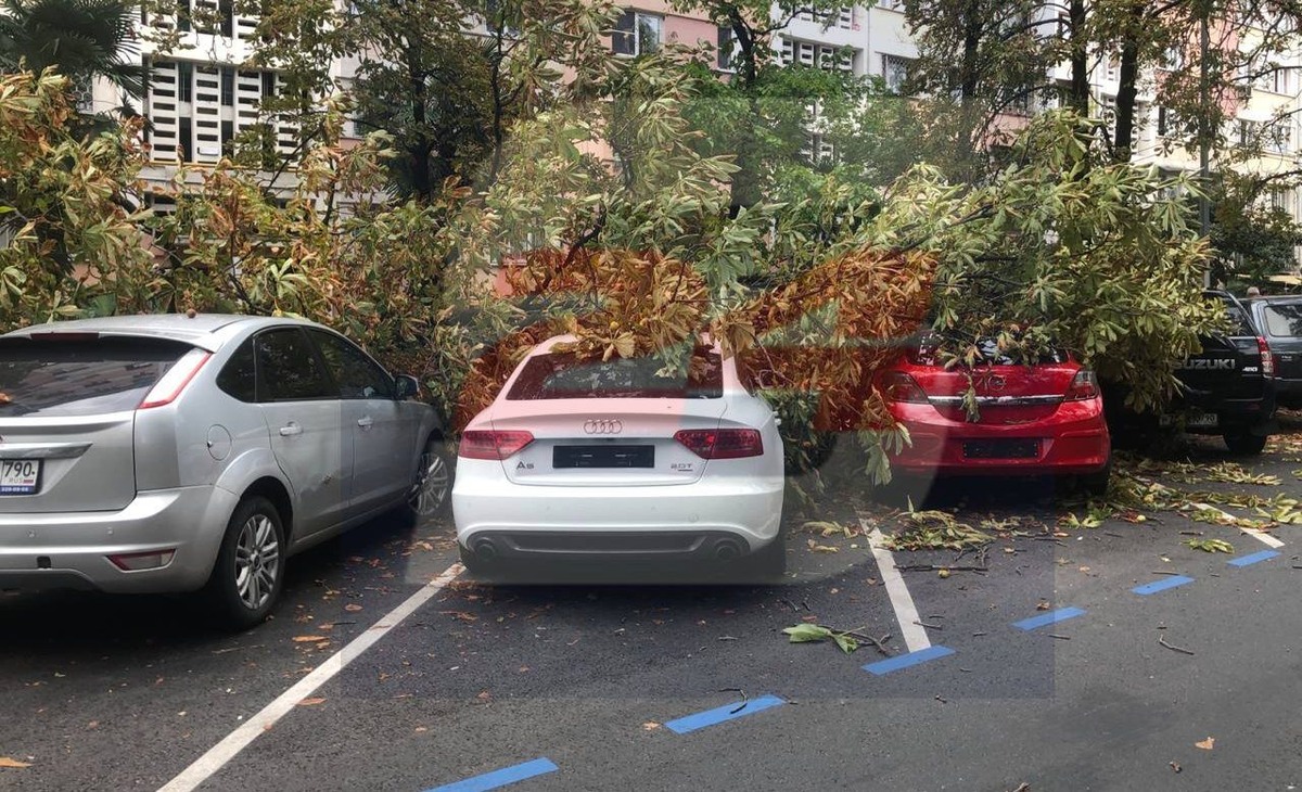    Фото: Сочи24