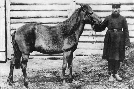 Тарпан в Московском зоопарке (1884). Это единственная известная фотография живого тарпана.