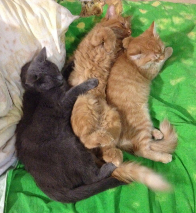 С новыми жильцами в приюте