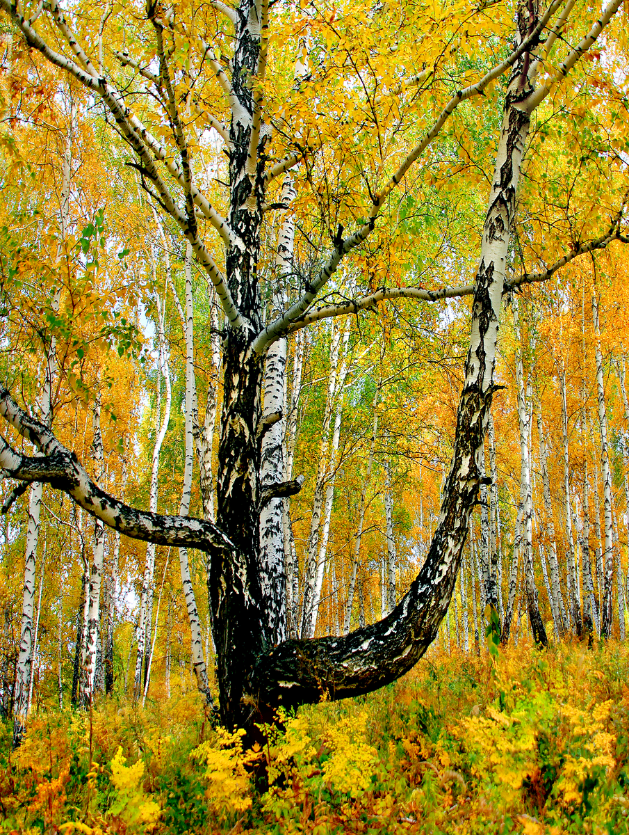 Фотография, стихотворение Василия Глуцкого