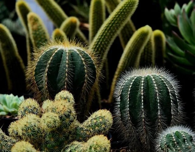    Как ухаживать за маленьким кактусом: советы для новичков и опытных цветоводов Nikkioto