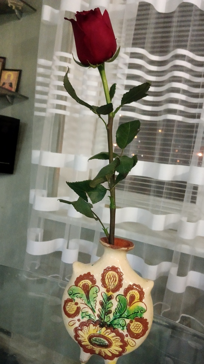 Фото автора. Роза мне от сына.