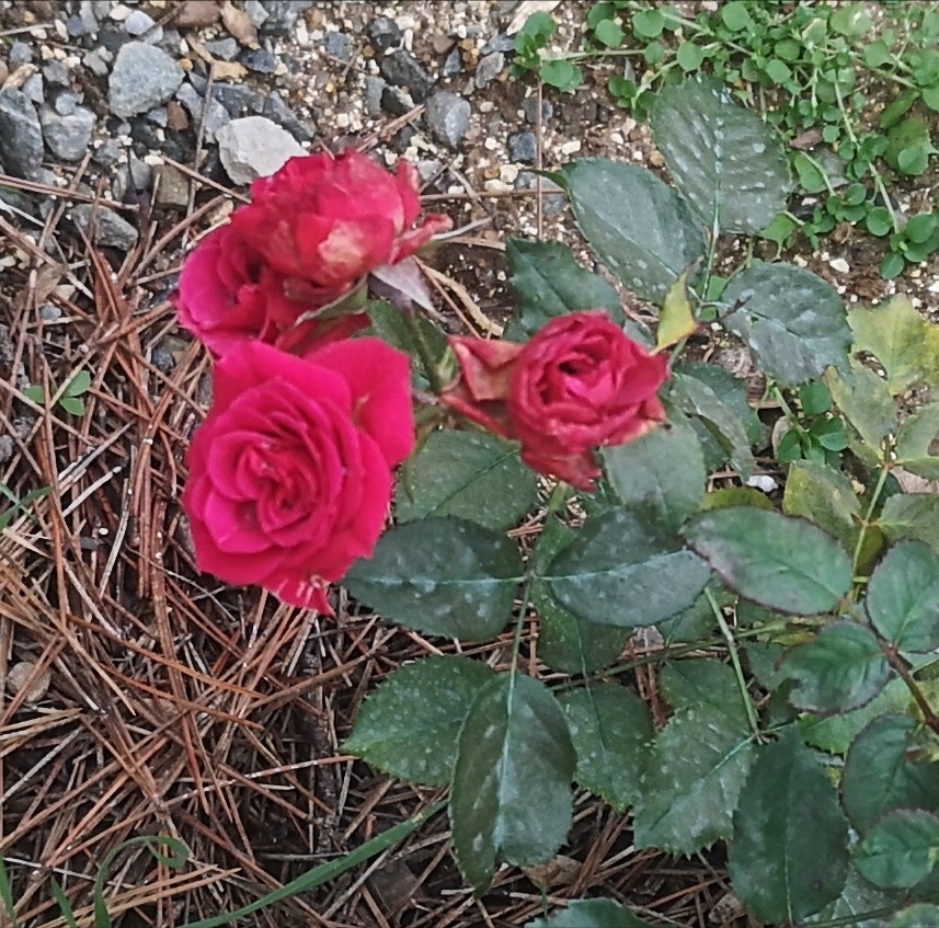 Просто роза, просто для картинки