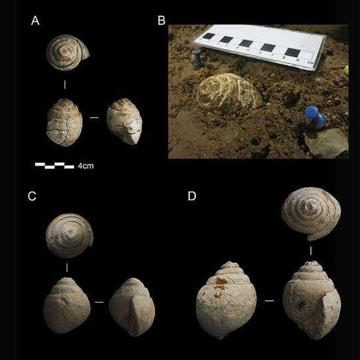 Marta Navazo Ruiz et al. / Quaternary, 2024