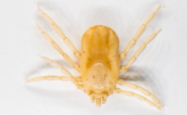    С клещами одного хозяина - переносчиками бабезиоза КРС - разберутся на генетическом уровне