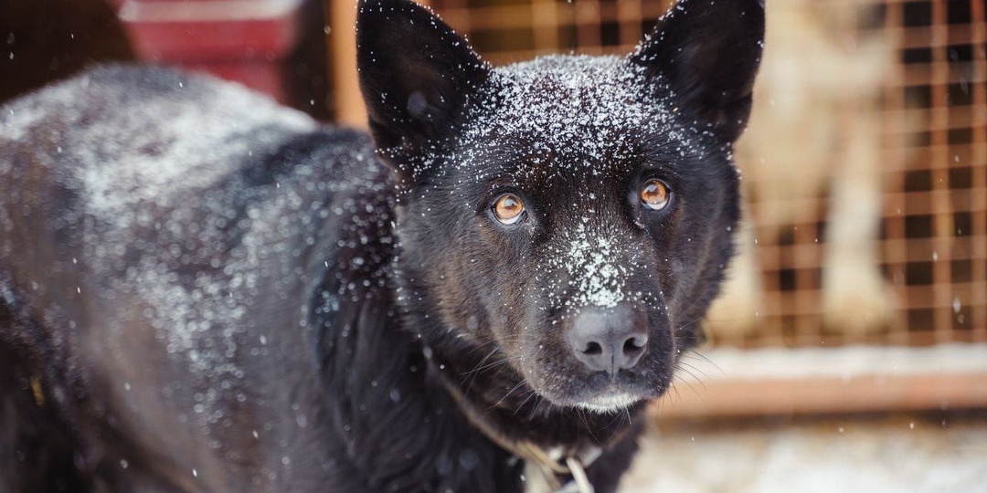 Черныш пять лет ждёт счастья...